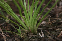 Isoetes coromandeliana